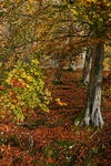 Autumn Colours.