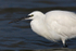Little Egret with food on Brownsea Island
