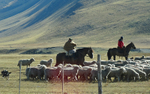 Shepherds at work