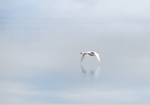 Flying Swan