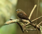 Lineated Foliage-gleaner portfolio