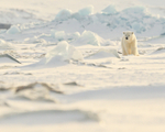 Polar Bear cub in ice field, Svalbard, Norway