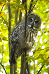 Great Grey Owl