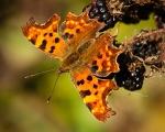 Comma (02)