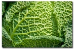 Cabbage