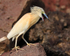 Squacco Heron with open bill showing serrated tongue