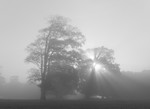 Komorebi - Holkham Estate