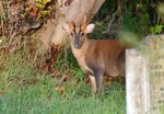 Reeve's Muntjac