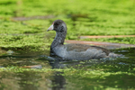 American Coot portfolio