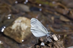 Wood White
