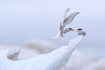 Arctic Tern pair food pass, Jokulsarlon, Iceland