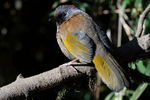 Chesnut-crowned Laughingthrush