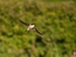 House Martin