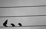 Bird on the wire _ AGTO94
