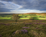 moorland beauty.