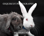 equiscot1969