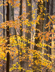 BACKUS WOODS, OCTOBER 2014 - NORFOLK COUNTY