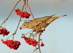 Mistle Thrush - Turdus viscivorus