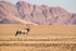 Oryx in Sossusvlei