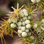 Common juniper (Juniperus communis).