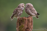 Just a little kiss