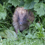 23rd June Hedgepig