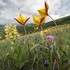 Wild Tulips (Tulipa sylvestris subsp autralis.  also T. australis) with yellow Elderflower orchid (Dactylorhiza sambucina) 