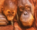 Orangutans