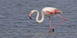 Greater Flamingo.