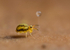 Sminthurinus elegans