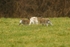 White Hare, Navan