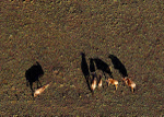 Blue Wildebeest