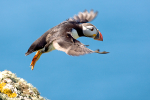 Puffin Flight