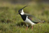 LAPWING