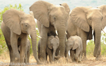 Elephant's family.