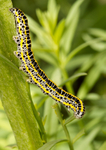 Toadflax Brocade Caterpillar RPNP0114