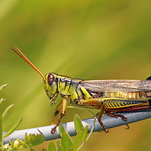 Red-legged Grasshopper (Melanoplus femurrubrum)