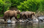 Bears of Wolverine Creek