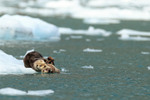 Sea Otter coaxes kit into water from ice floe, Alaska