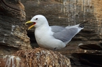 Kittiwake