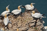 Gannets