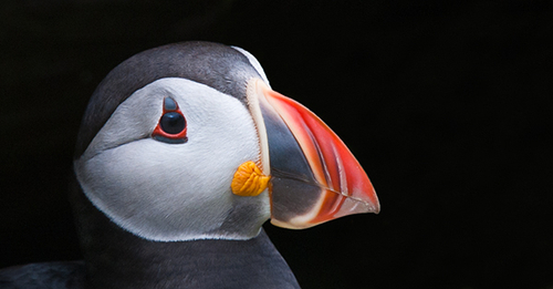 Puffin