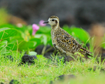 Pacific Golden Plover (non-breeding), Hawaii