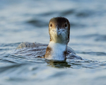 Juvenile Great Northern Diver, Farmoor Reservoir