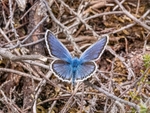 Silver-studded Blue