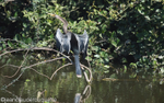 Anhinga