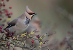 WAXWING HALKYN 14