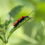 31st May Cardinal Beetle