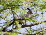 White-bellied Go-away-bird portfolio