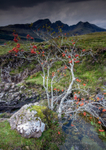 Black Cuillin Rowan Tree